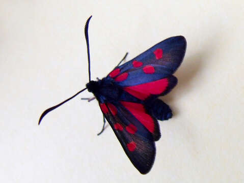 Image of Zygaena trifolii Esper 1783