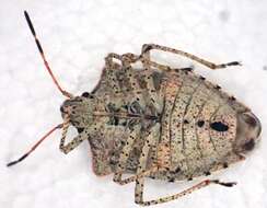 Image of Dusky Stink Bug