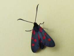 Image of Zygaena trifolii Esper 1783