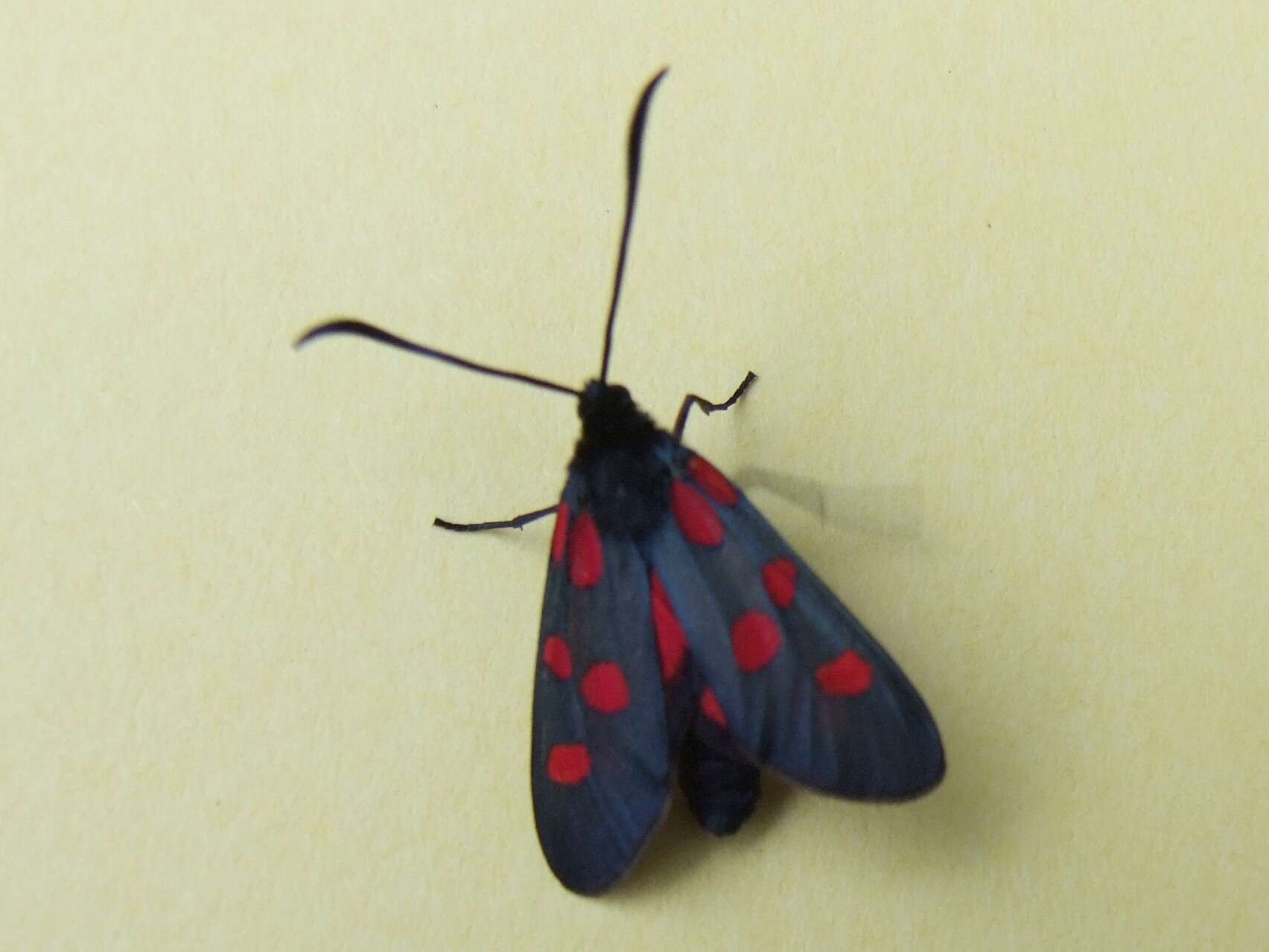 Image of Zygaena trifolii Esper 1783