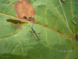 Image of Meadow Plant Bug