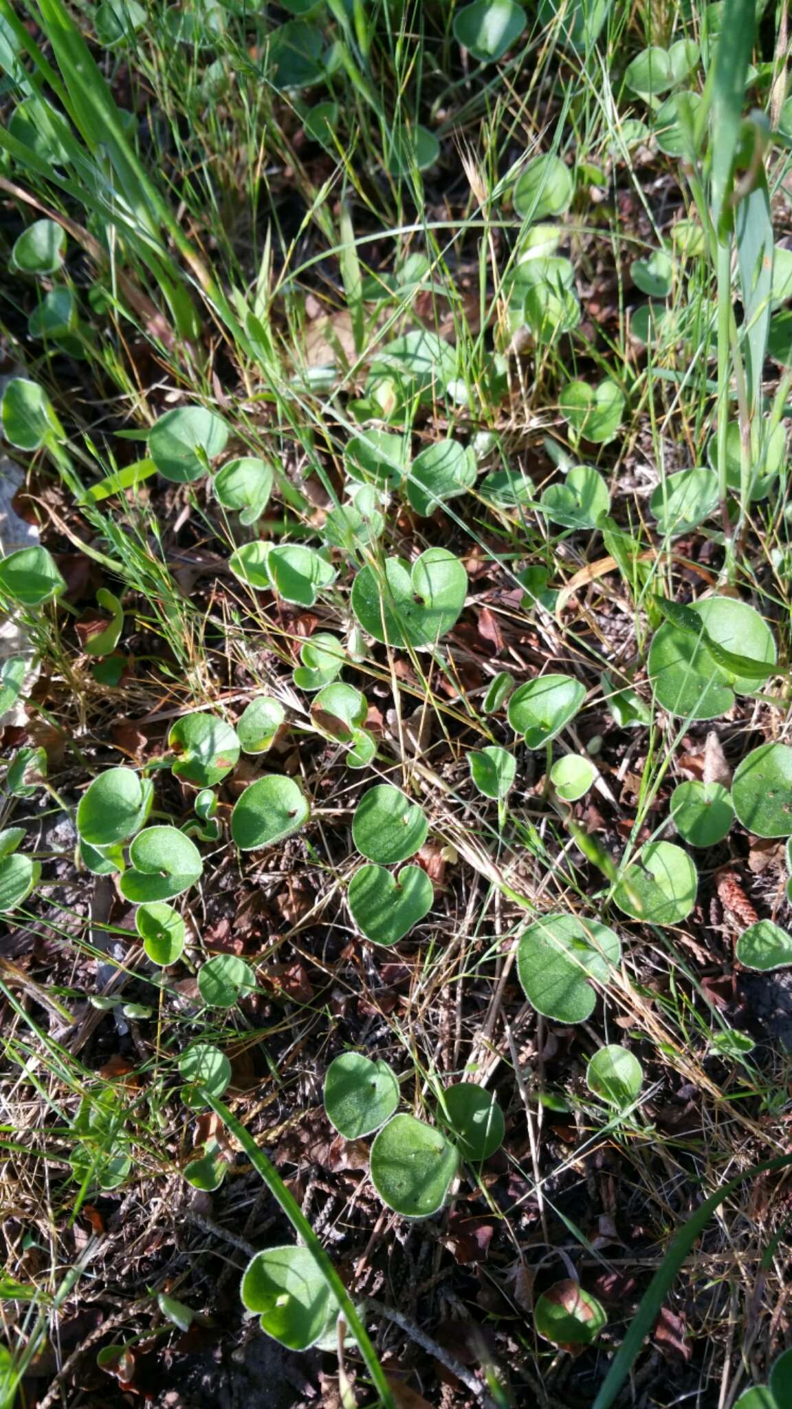 Dichondra donelliana Tharp & M. C. Johnston resmi