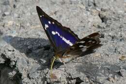 Image of purple emperor