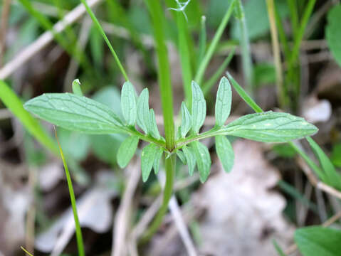 Image of marsh valerian