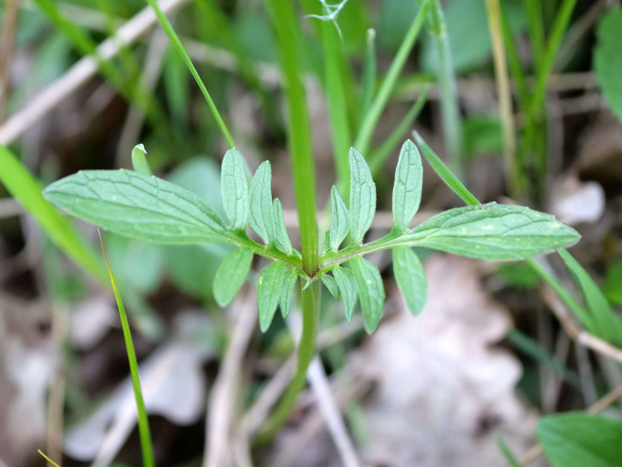 Image of marsh valerian