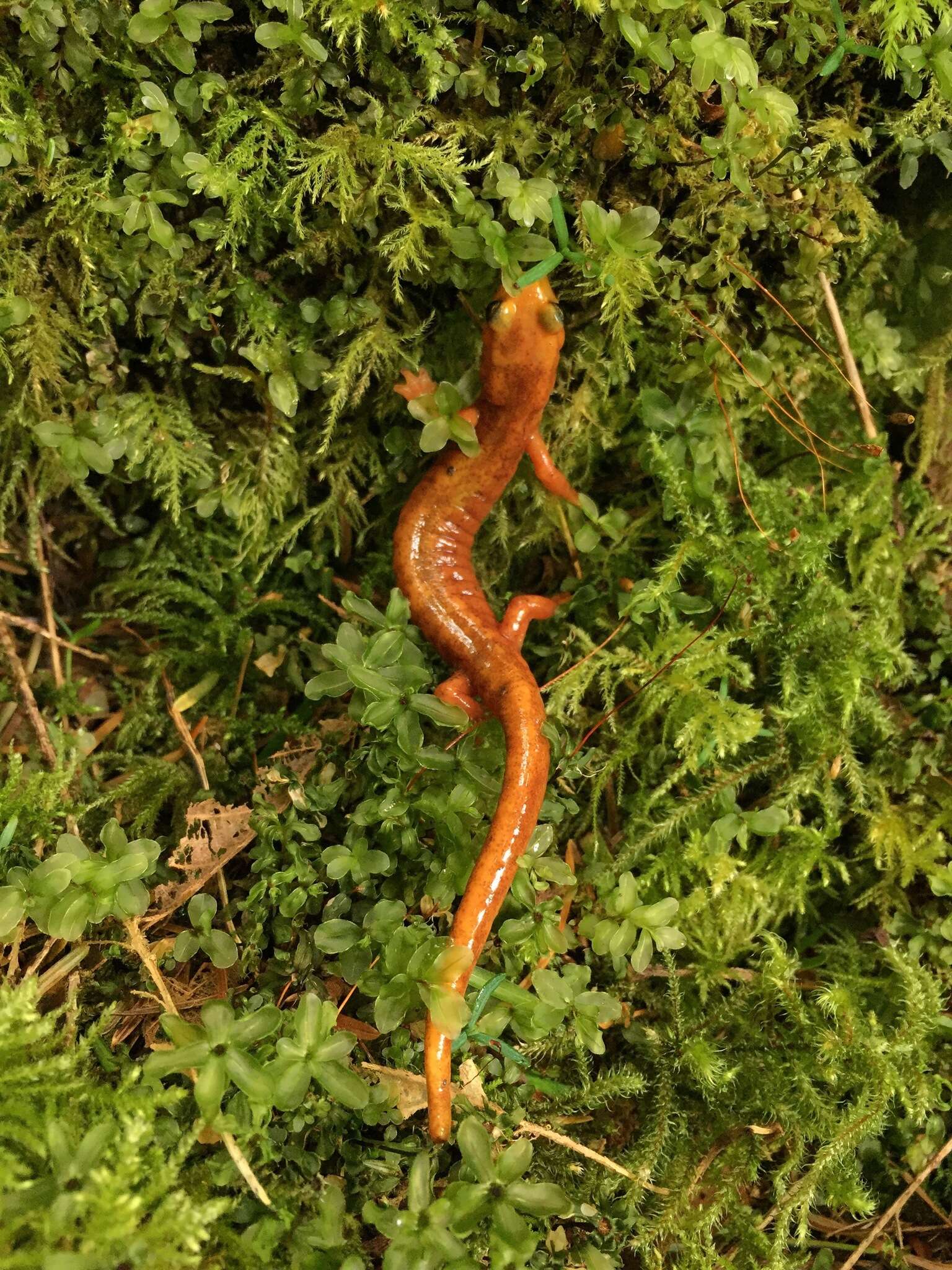 Image of Van Dyke's Salamander