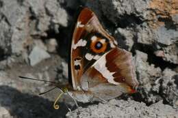 Image of purple emperor