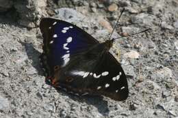 Image of purple emperor