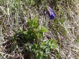 Aquilegia sibirica Lam. resmi