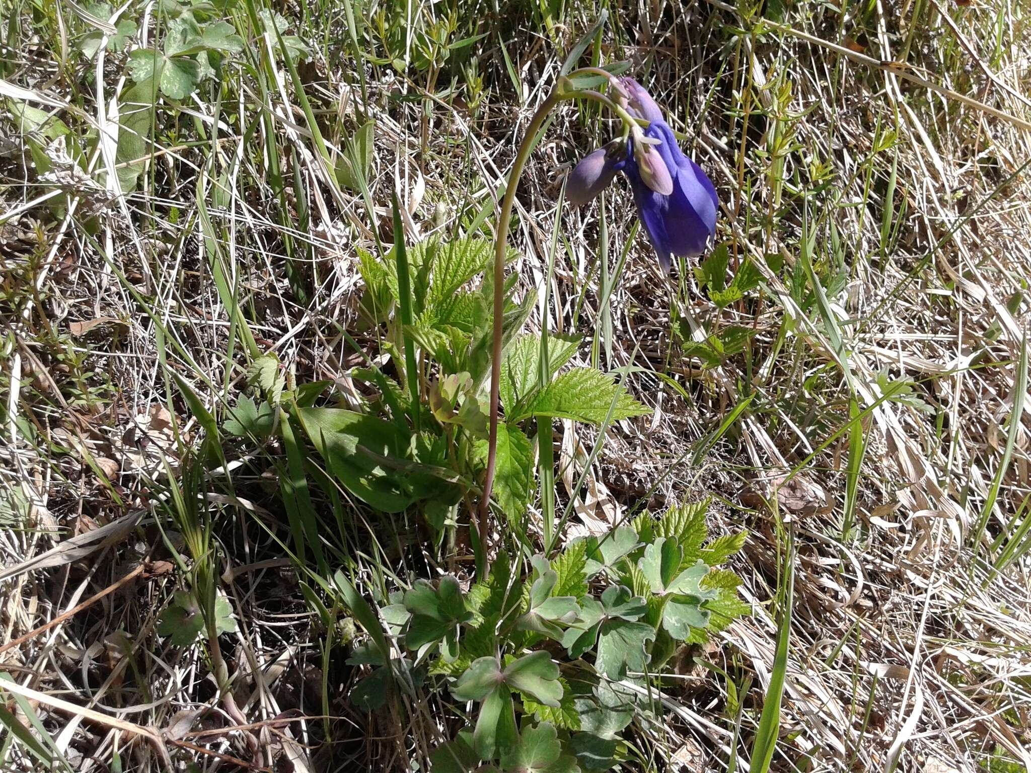 Aquilegia sibirica Lam. resmi