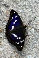 Image of purple emperor