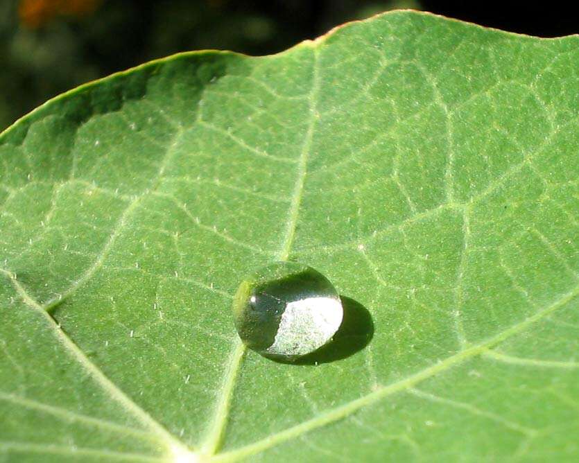 Image of Garden Nasturtium