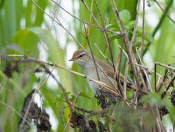 Image of Manchurian Bush Warbler