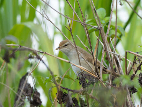 Image of Manchurian Bush Warbler