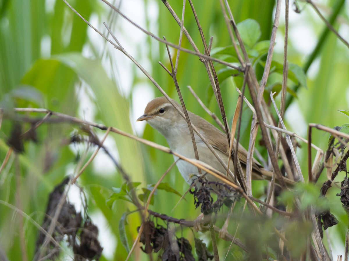 Image of Manchurian Bush Warbler