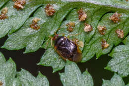 Image of Monalocoris americanus Wagner & Slater 1952