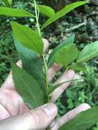 Image of Palmer's goldenrod