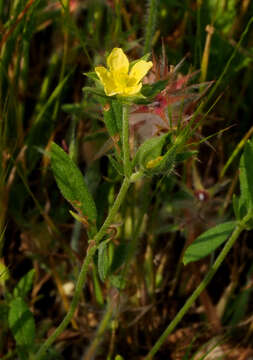 Helianthemum ledifolium (L.) Miller resmi