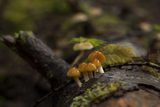 Image of Hypholoma capnoides (Fr.) P. Kumm. 1871