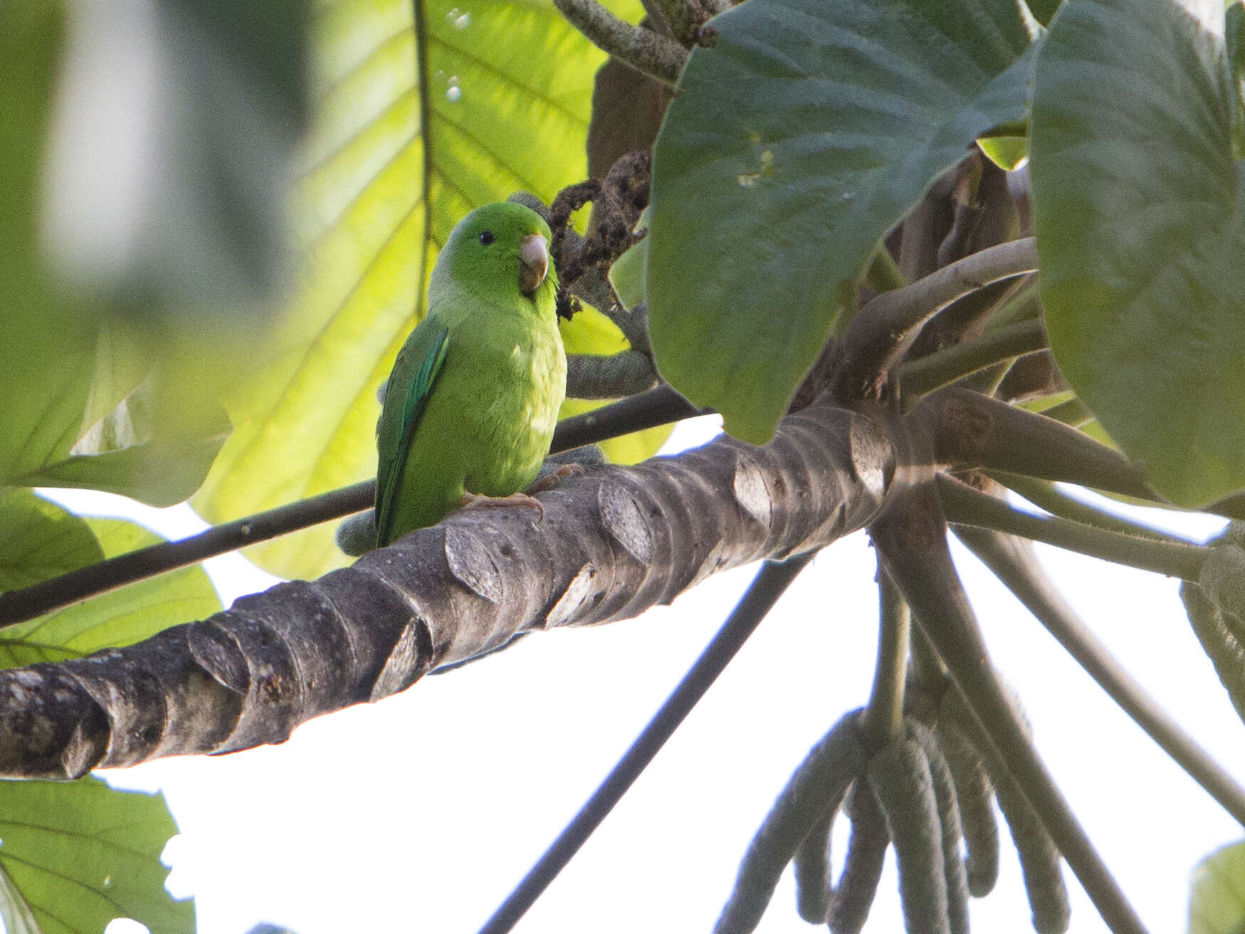 Image of Green-rumped Parrotlet