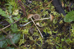 Image of Psilocybe pelliculosa (A. H. Sm.) Singer & A. H. Sm. 1958