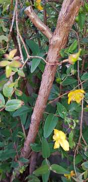 Image de Millepertuis à grandes fleurs