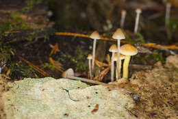 Image of Psilocybe pelliculosa (A. H. Sm.) Singer & A. H. Sm. 1958