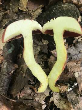 Image of Boletus carminiporus Bessette, Both & Dunaway 1998