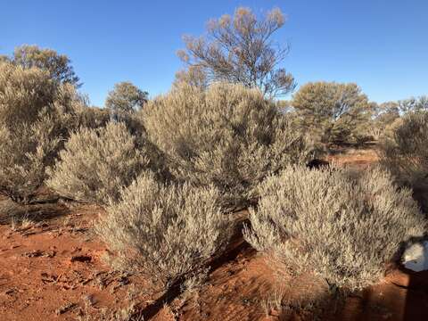 Image of Mulga