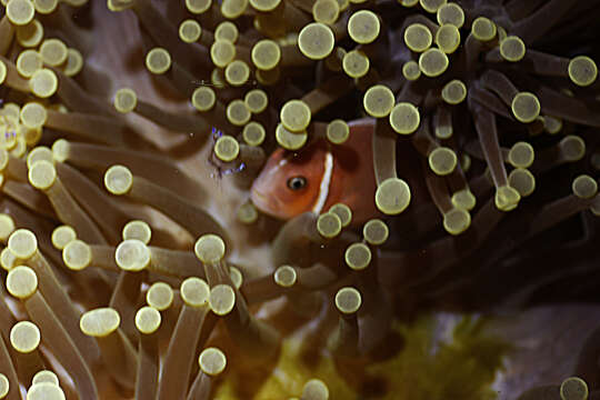 Image of Pink anemonefish