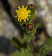 Image of Senecio lividus L.