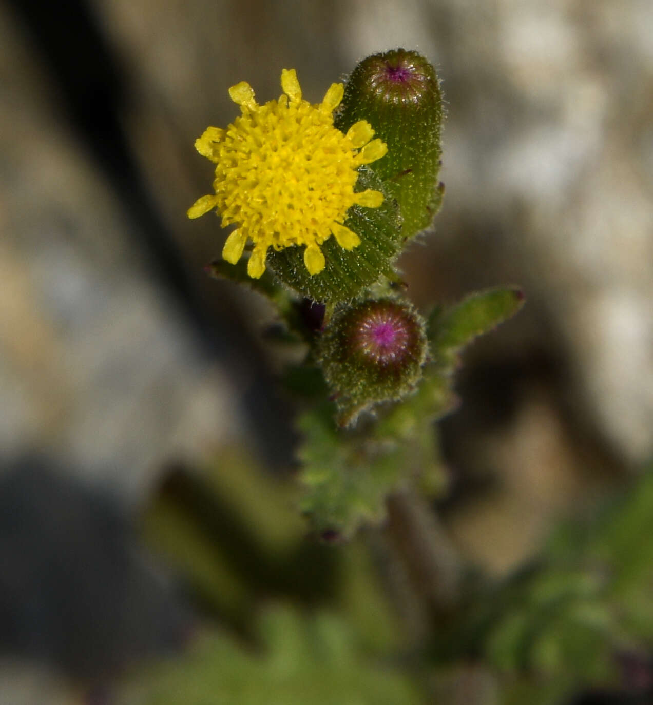 Plancia ëd Senecio lividus L.