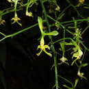 Sivun Epidendrum bispathulatum Hágsater, O. Pérez & E. Santiago kuva