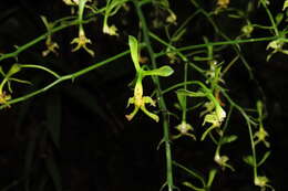 Imagem de Epidendrum bispathulatum Hágsater, O. Pérez & E. Santiago