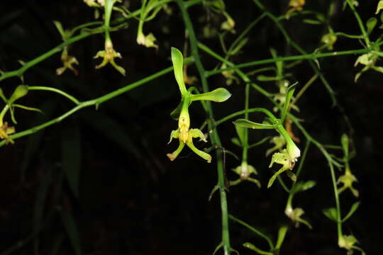 Sivun Epidendrum bispathulatum Hágsater, O. Pérez & E. Santiago kuva