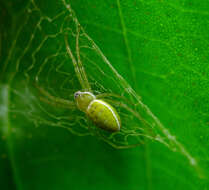 Image of Argiope chloreis Thorell 1877