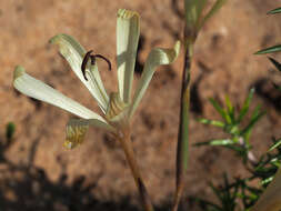 Geissorhiza exscapa (Thunb.) Goldblatt resmi