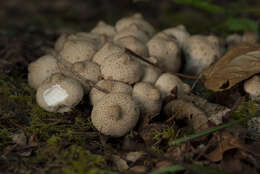 Imagem de Lycoperdon perlatum Pers. 1796