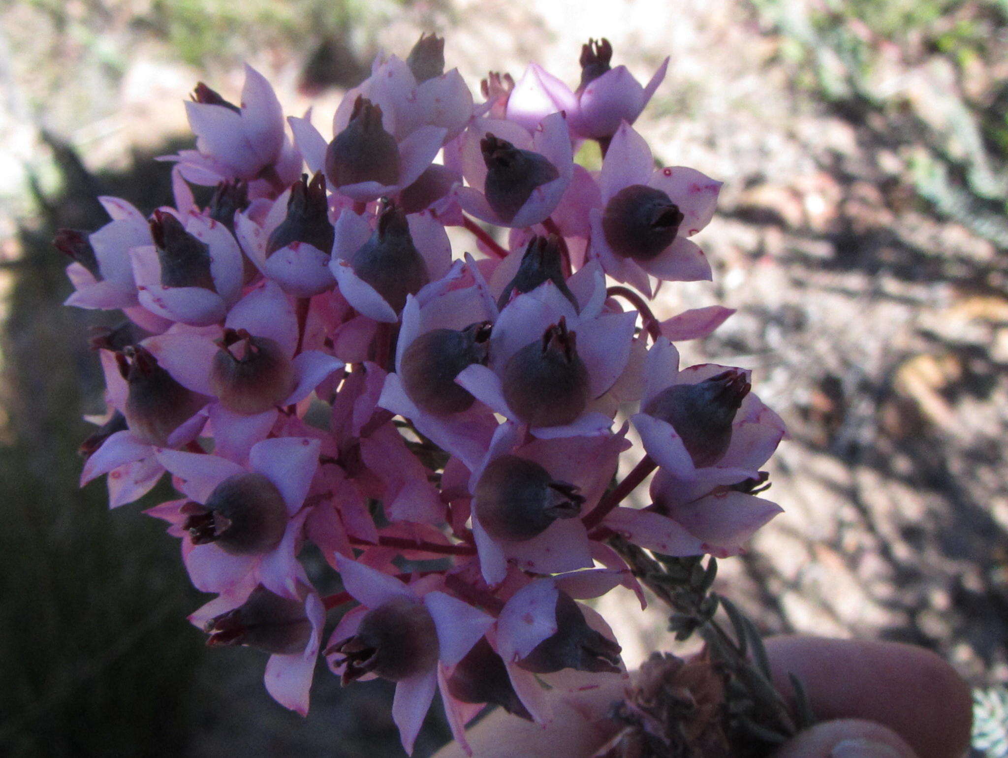 Image of Erica eugenea Dulfer