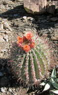 صورة Ferocactus peninsulae (F. A. C. Weber) Britton & Rose