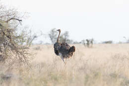 Image of Somali Ostrich