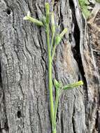 Nicotiana goodspeedii Wheeler的圖片