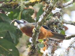 Image of Hapaloptila Sclater & PL 1881