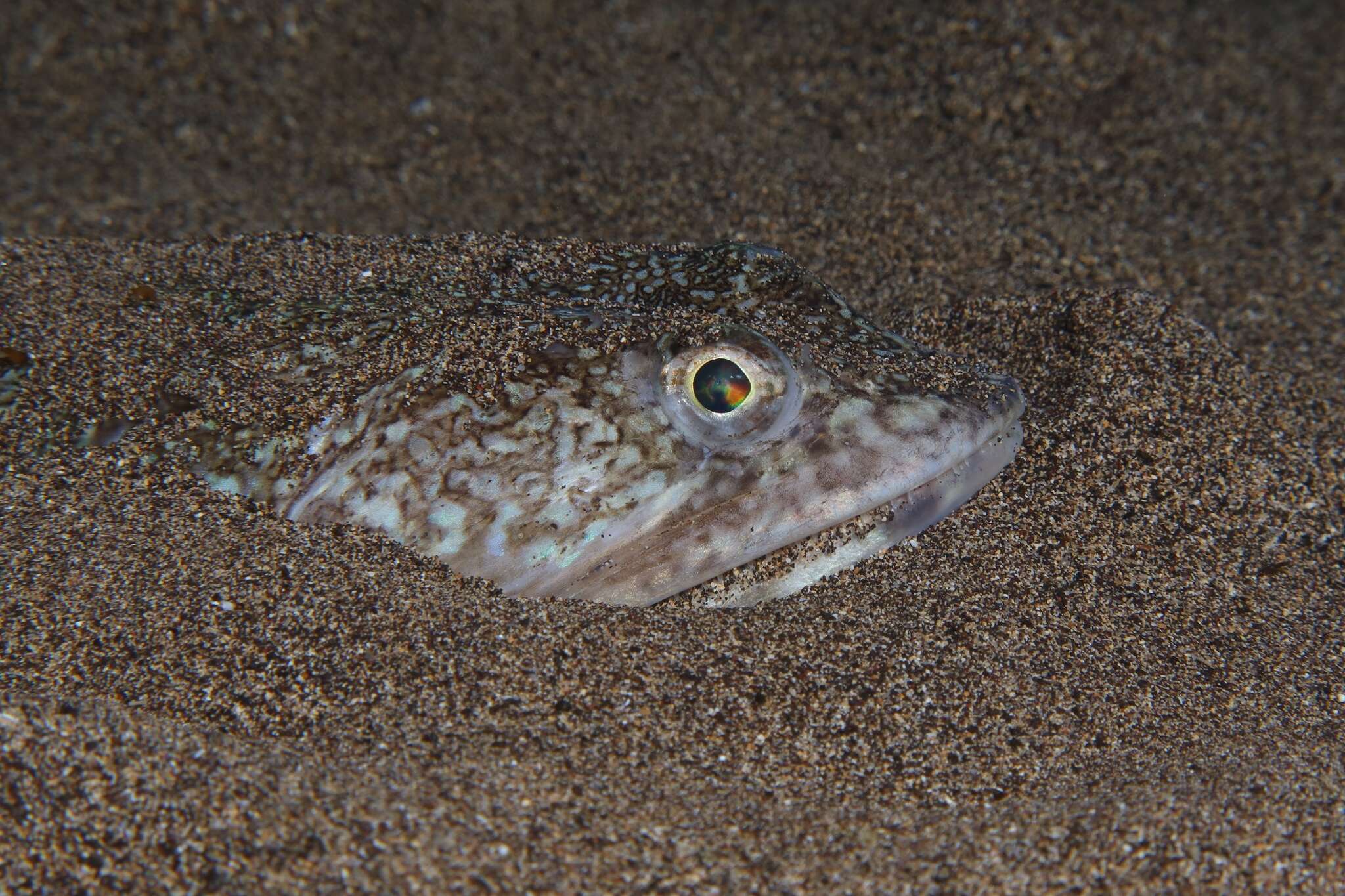 Image of Atlantic Lizardfish