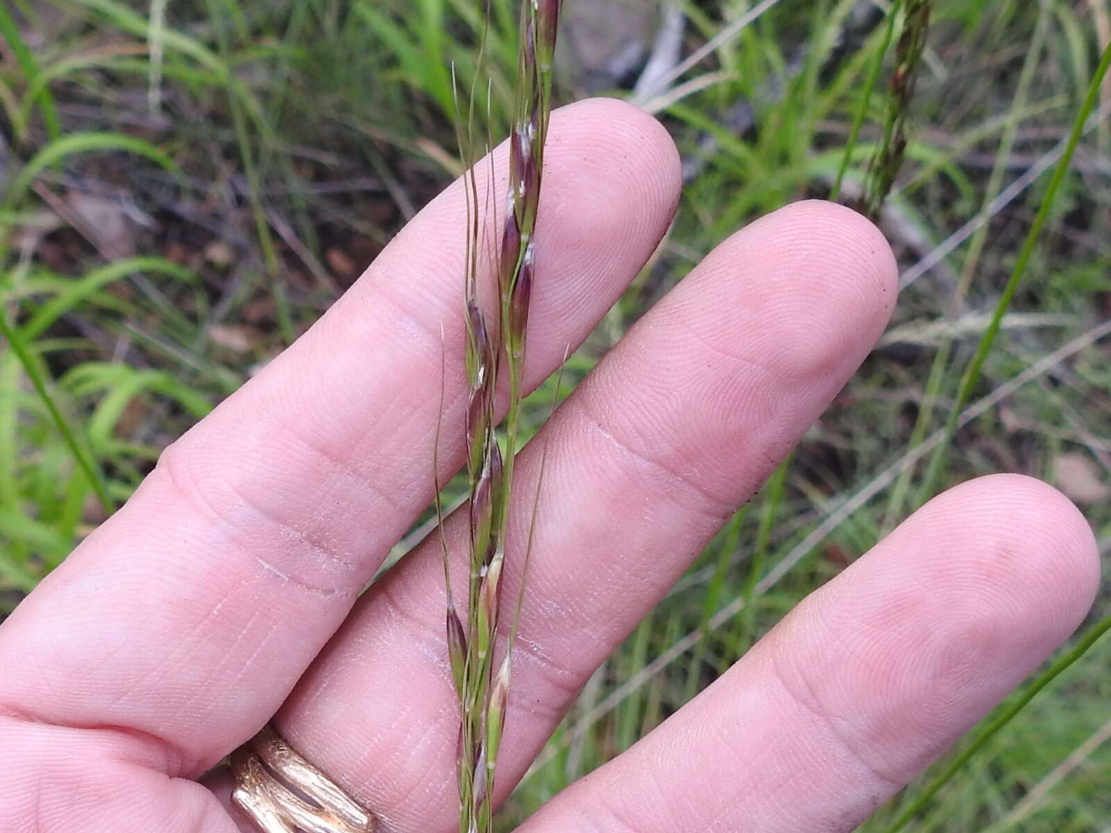 Image of Pringle's speargrass