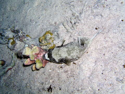 Image of Masked Puffer