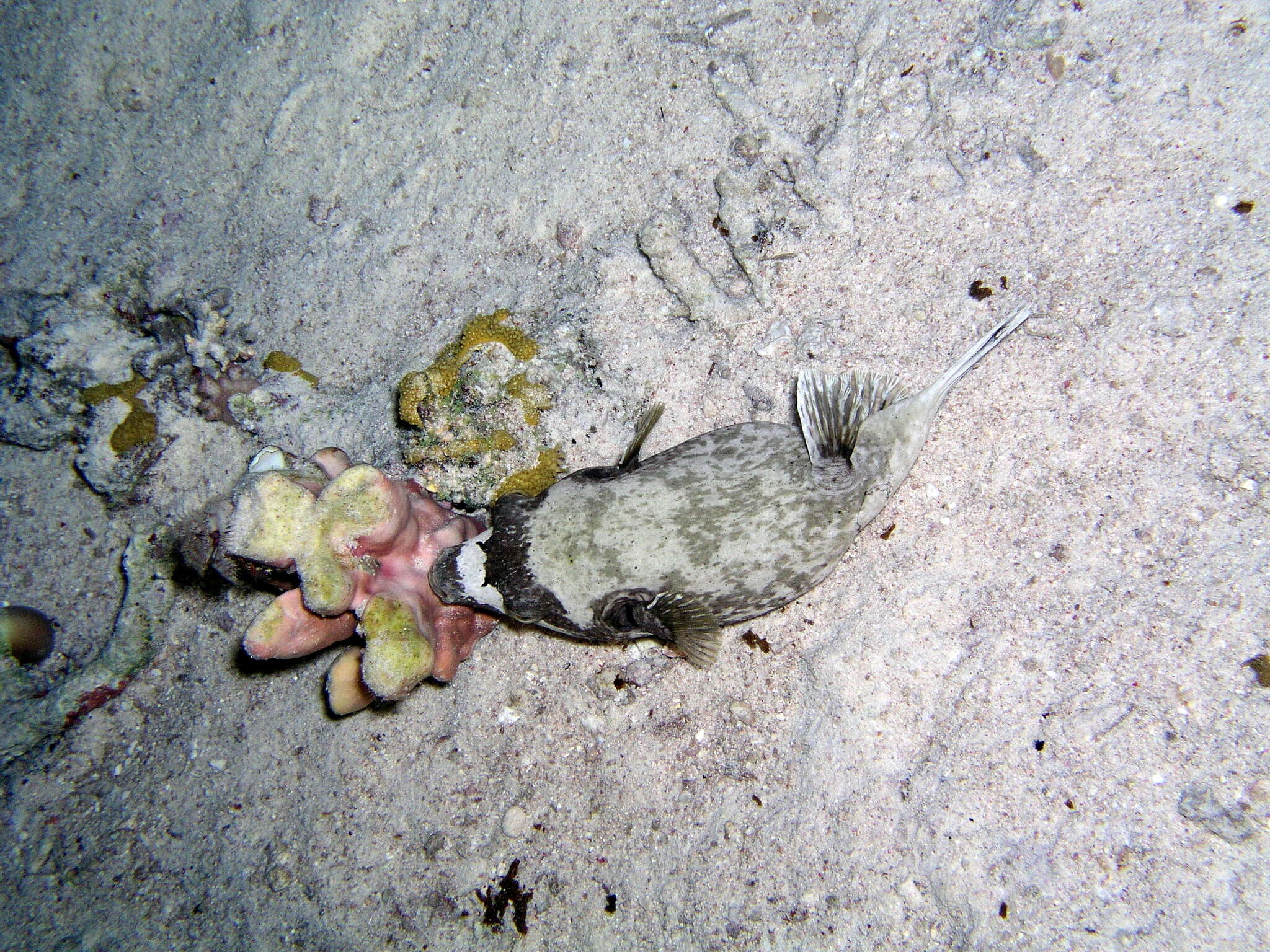 Image of Masked Puffer