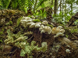 Image of Oregon lung lichen