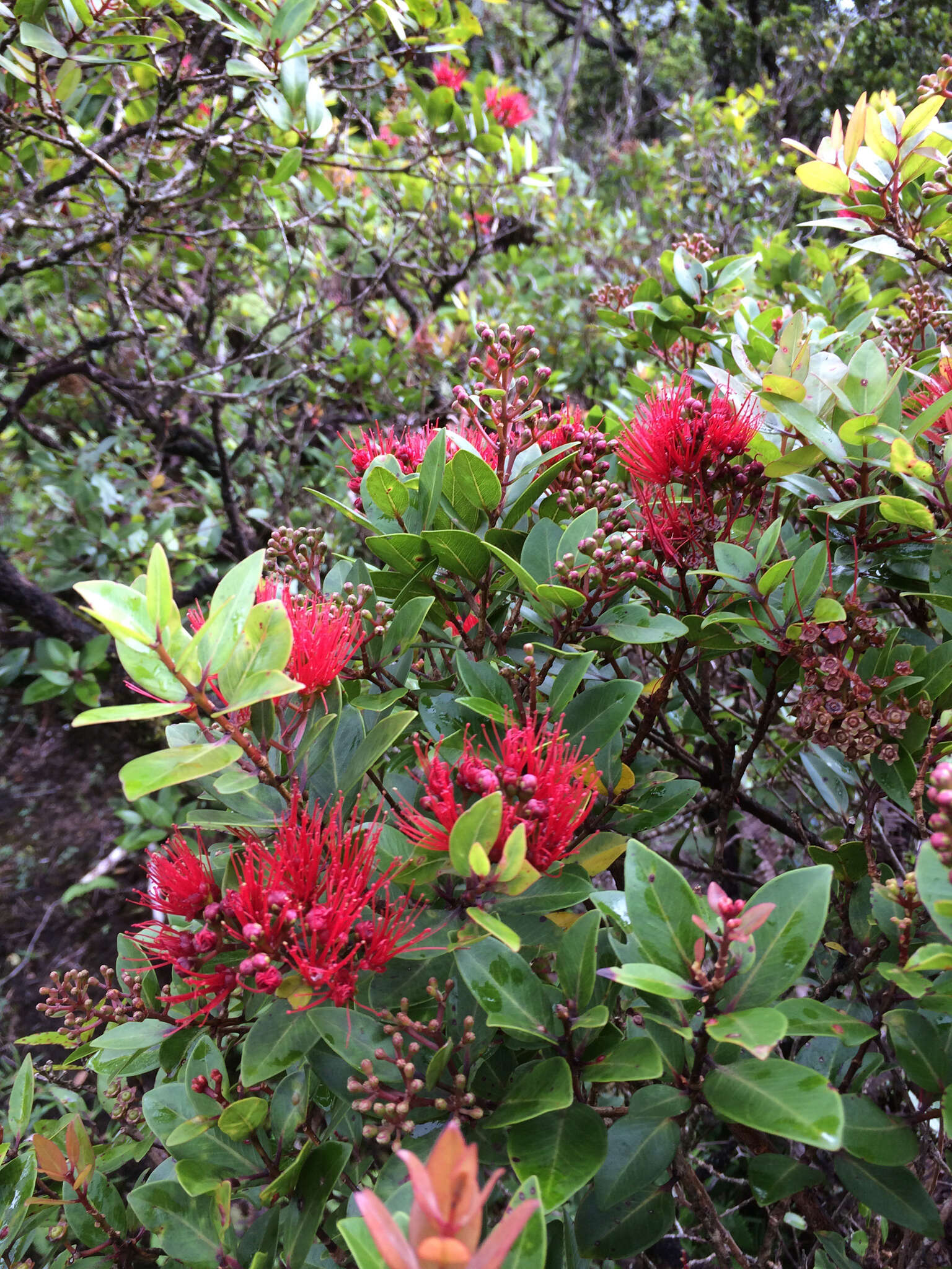 Image of 'ohi'a lehua