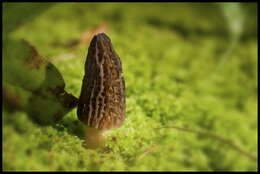 Image of Morchella elata Fr. 1822